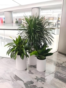 热寻北仑花卉出租专业团队，速来满足您需求